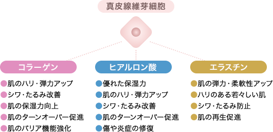 ―　真皮線維芽細胞は、美肌の源泉　―